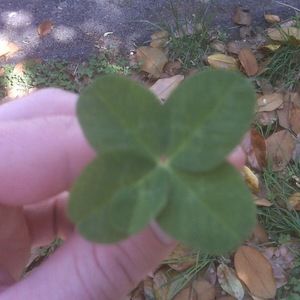 Meet your Posher, Krystal